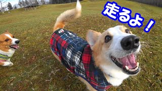 コーギーのゆき＆ゆめ、友達と南アルプスの入り口の牧草地で走る！Corgi grazing on pasture