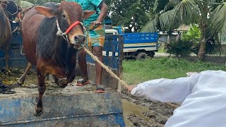 Cow unloading, cow videos,cow video,big cow,goru hamba cow,Gabtoli,Paragram[Ep -29](Kurbani Eid2022)