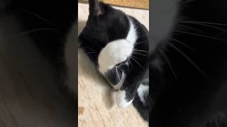 甘え上手な甘えん坊ハチワレ猫🐈tuxedo-catざきお【猫動画】