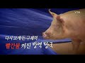 영상 다시 고개 든 구제역 ytn