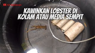 Begini Cara Kawinkan Lobster Di Kolam/Media Kecil, Jangan Salah Cara.