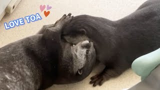 親バカ😂❓カワウソ親子のやり取りが可愛い Otter daddy who loves his son!【Otter-to-Otter Interaction】 #shorts