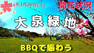 大阪【桜】堺市 大泉緑地 1500本桜スポット開花状況は！BBQでも賑わう桜広場2024年3月30日(土)堺市花見スポット【4K】