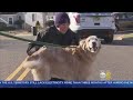 Firefighter Saves Dog From Frozen Lake