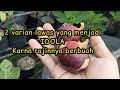 2 VARIAN TIN YANG CEPAT DAN RAJIN BERBUAH || BUAH TIN WARNA MERAH DAN BESAR