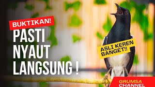 Kacer Gacor Konslet Isian Mewah! Roll Speed Rapat Buat pancingan Kacer Lain Auto Respon ❗️