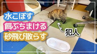 【大惨事】子猫が餌入れにダイブした結果、部屋が大変なことにｗｗ【サイベリアン】