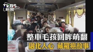 整車毛孩回眸萌翻 融化人心 藏罹癌故事