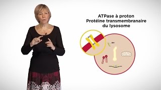 MOOC côté cours : Les lysosomes