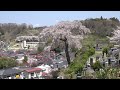 ４Ｋ 2017年桜　法蔵寺 福島県三春町　４月24日撮影　c0033