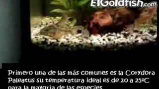 Documental Las Corydoras