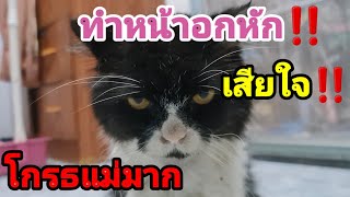 โกรธมาก‼️ทำหน้าอกหัก สายตาที่มอง❗เสียใจ‼️@cats_home @stray_cats