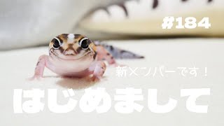 【ニシアフ】新メンバーです！！