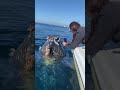 Friendly Humpback Whale says hello! #humpbackwhale #whale #whalewatching