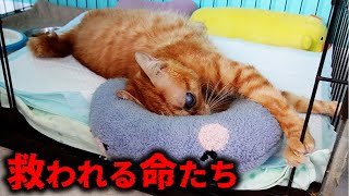 【支援希望】1棟90匹以上、3600万円ないと消える保護猫シェルターの実情