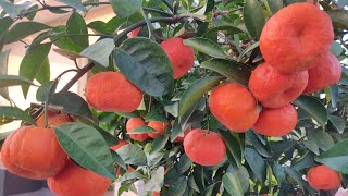 China Mandarin Orange। চায়না ম্যান্ডারিন কমলা🍊