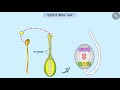 पादपों में लैंगिक जनन नर व मादा sexual reproduction in plants class 10 board tictaclearn