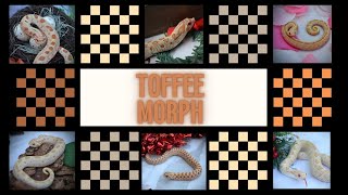 Introduction to the Toffee Belly, Western Hognose Morph