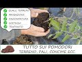 COME COLTIVARE I POMODORI: terreno, concime, irrigazione, pacciamatura, sostegni e trapianto!