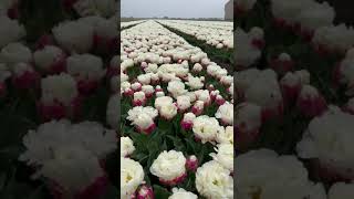 Tulip Field with Tulip Ice Cream 🌷🌷