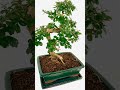 Outstanding Extra Large Bonsai | Flowering Indoor Oriental Tea Tree with Statement Trunk (30 years)