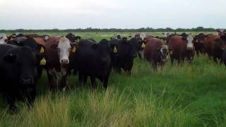 Gert Herefords and Gert Angus