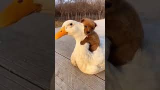 Duck 🦆 Love with Dog 🐕 | Sivappu manjal pachai | Aazhi Soozhndha song | GV praksh