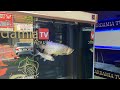 jenis2 tank yang susuai untuk arowana fish power blue supur red,MGBB,MG,arowana