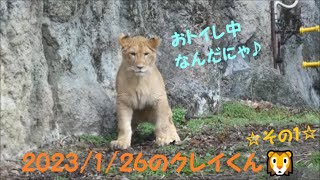 【ライオン】2023/1/26のクレイくん🦁その1　とべ動物園