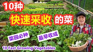 10种快速采收的菜, 最早收成, 菜园必种 ，新手首选速生蔬菜, 适合阳台种植，盆栽种植 \\ 10 Fast-Growing Vegetables