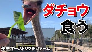 美里オーストリッチファームに行ってダチョウ達とたわむれてきた!!【ostrich】