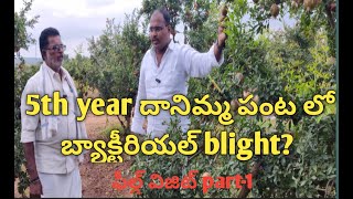 5th year దానిమ్మ పంట లో బ్యాక్టీరియల్ blight?//Pomogranate BBD/#pomogranate //#pomogranate