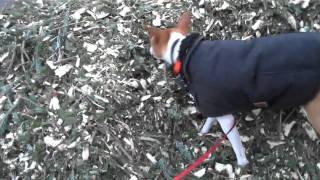 Pine-scented Dog: Akila the Basenji Deoderizes in Christmas Tree Mulch