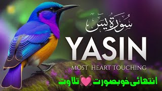 Beautiful Recitation of Surah Yaseen سورة يس | Hafiz M. Aamir#عبدالرحمن_مسعد