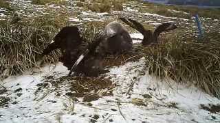 Brown Skuas stealing Northern Giant Petrel egg.