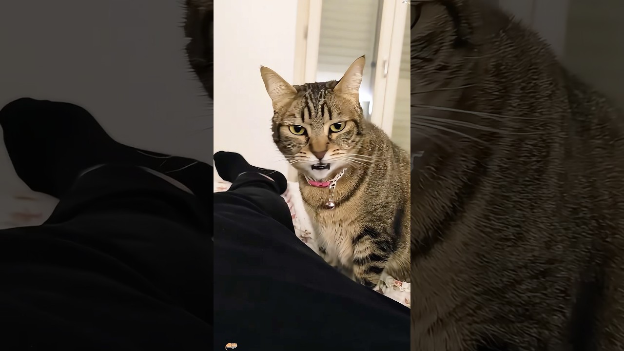 Foryou Funny Shortvideo Youtube Youtube