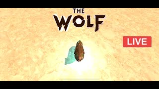 🔴LIVE THE WOLF I WOLF TASSIE PLAY FOR FUN COOP