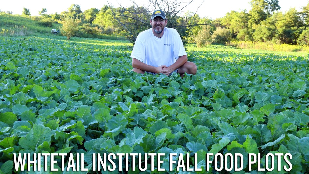 Whitetail Institute Fall Food Plots - YouTube