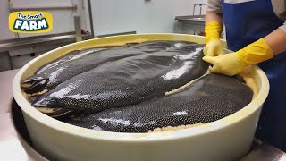 AMAZING Caviar Production: How The World's Most Expensive Caviar is Made
