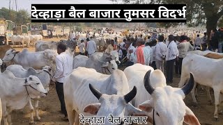 देव्हाड़ा बैल बाजार तुमसर विदर्भ √ 🔥 vidarbh bail bazaar devhada ! bail bazaar in maharashtra