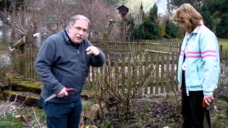 Schneiden im Garten 2011 Familie Boeni 1v5 - Schnitt einer Strauchrose 1v2