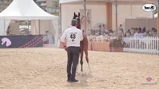 N 43 RDS EXQUISITE   Mediterranean and Arab Countries AHC   Menton 2021   Fillies 2 Years Old Class