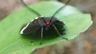 ホタルガ Pidorus atratus の飛翔