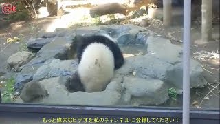 シャンシャン(315日齢) 2018/04/23 - 可愛い瞬間 パンダ上野動物園