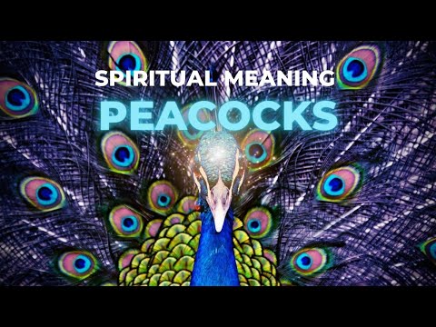 What does the peacock symbolize in Chinese culture?