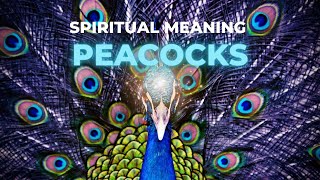 The Spiritual Symbolism of Peacocks: What They Truly Represent