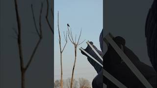 Myna hunting birds training #hunting #birds #slingshot