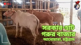 সরকার-হাট গরুর বাজার ।। আনোয়ারা,।। চট্টগ্রাম।।  নতুন ভিডিও ২০২৪।।