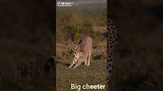 how FAST and STRONG is a 🐆 #leopard #safari #shortvideo #viralshorts #fyp #fy