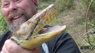 Giant Pythons and Deadly Cobras! - HerpersTV S3:Ep26